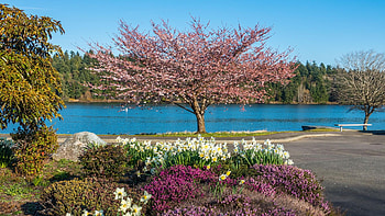 Spring flowers on the shore of Lake Washington, blossoms, landscape, trees, sky, usa HD wallpaper