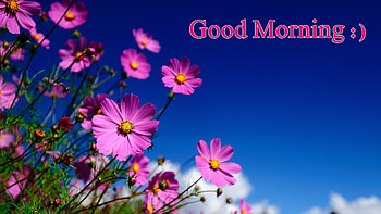 Good Morning :), Blossoms, Petals, Blue background, Flowers, Blooms, Pink HD wallpaper