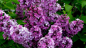 Flowers, Lilac, Plant, Petals HD wallpaper