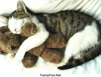 cat, teddybear, pet, sleeping HD wallpaper
