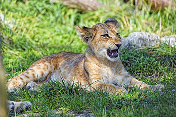 Animals, Young, Lion, Predator, Sight, Opinion, To Fall, Mouth, Joey, Lion Cub HD wallpaper