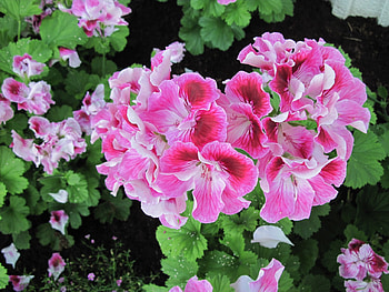 Attractive Flowers at the garden 69, pink, graphy, green, Flowers, garden, Geranium HD wallpaper