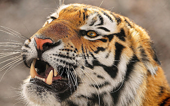 Animals, Muzzle, Predator, Tiger HD wallpaper