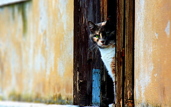 Animals, Cats HD wallpaper