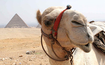 Camel face , Close-up portrait HD wallpaper