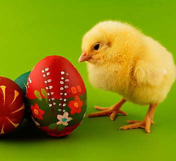 Happy Easter!, bird, yellow, green, easter, chick, card, pui, egg, red, pasari HD wallpaper