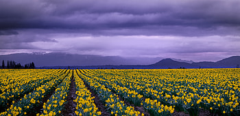 Daffodil Meadow: Nature’s Vibrant Symphony, nature, daffodil HD wallpaper