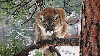 Cougar, , windows HD wallpaper