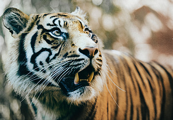 Animals, Muzzle, Predator, Tiger, Fangs HD wallpaper