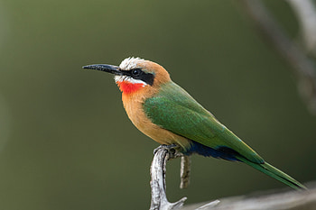 White-fronted Bee-eater, Animal, bee-eater HD wallpaper