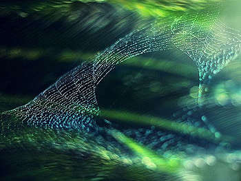 Spider Web, cool, web, spider HD wallpaper