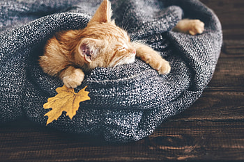 Sleeping cat, pisica, animal, autumn, leaf, cat, orange, ginger, sleep HD wallpaper