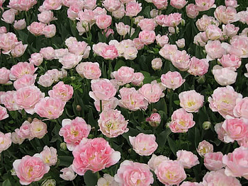 Pink Tulips, pink, leaves, tulips, flower HD wallpaper