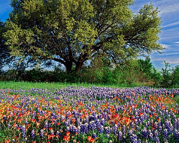 Flowers and tree, flowers, tree HD wallpaper