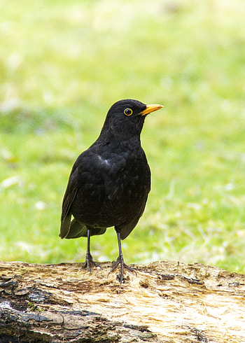 Common Blackbird, Birds in nature, Beautiful plumage, Wildlife graphy HD phone wallpaper
