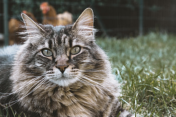 Animals, Cat, Fluffy, Muzzle HD wallpaper