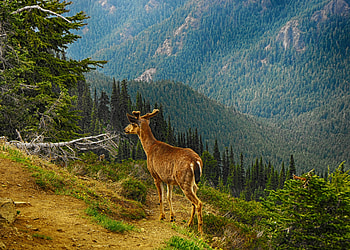 Animals, Trees, Grass, Mountains, Forest, Deer HD wallpaper