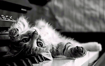 Animals, Cats HD wallpaper