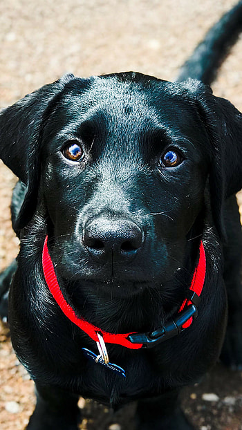 Labrador Retriever, Black Lab puppy, , Adorable background HD phone wallpaper