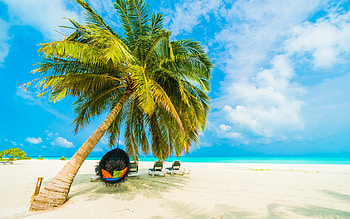 Beach, Sand, Trees, Sea HD wallpaper