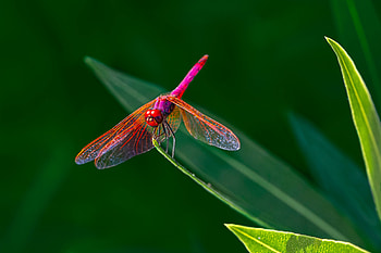 Insect World, graphy, high, resolution, ecosystem, closeup, bugs, pretty, green, red, world, nature, insect, macro HD wallpaper