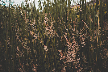 Nature, Grass, Greens, Thickets, Thicket HD wallpaper