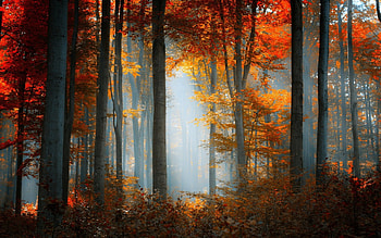 Colored tree - autumn, mist, Colored, autumn, forest, tree HD wallpaper