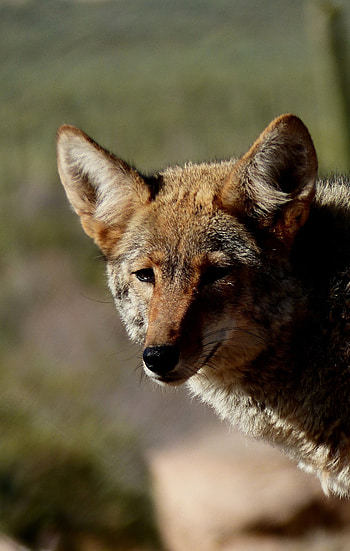 Fox, predator, wildlife, muzzle HD phone wallpaper