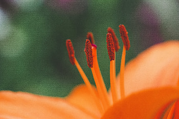 Flower, Macro, Stamens, Pollen HD wallpaper