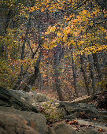 Nature, Trees, Autumn, Rocks, Forest HD phone wallpaper