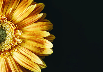 Flowers, Flower, Petals HD wallpaper