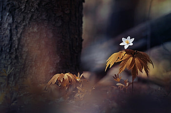 Wild Flower, nature, wild, forest, flower HD wallpaper