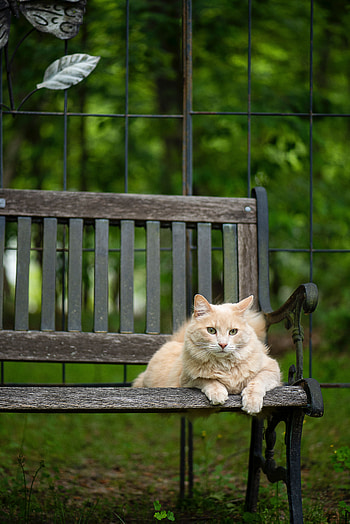 Animals, Cat, Fluffy, Pet, Animal, Bench HD phone wallpaper