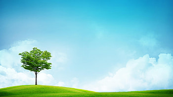 Tree, Grass and Sky HD wallpaper