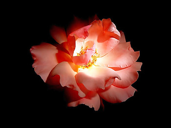 Pink Rose, rose, pink, beautiful HD wallpaper