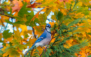 BLUEJAY, LEAVES, BRANCHES, COLORS, WINGS HD wallpaper