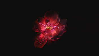 Flower Oled , flowers, oled, monochrome, black-and-white, red HD wallpaper