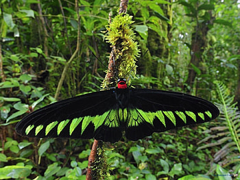 Birdwing Butterfly, wings, delicate, Beautiful, large HD wallpaper