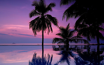Nature, Night, Palms, Silhouettes HD wallpaper