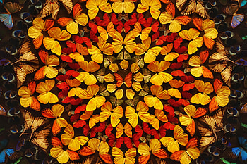 Butterflies, Patterns, Miscellanea, Miscellaneous, Color, Wings, Coloured HD wallpaper