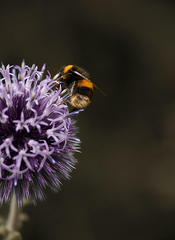 Flower, Macro, Insect, Bumblebee HD phone wallpaper