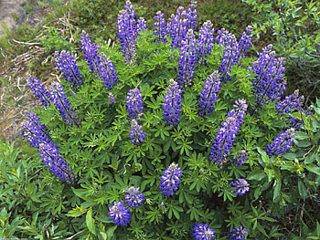 Flowers, Greens, Garden, Lupins HD wallpaper