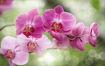 Beautiful pink flowers, Orchid nature, Orchid HD wallpaper