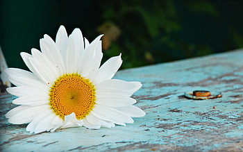 Daisy, wooden, daisies, beauty, petals, sweet, white, romance, beautiful, wood, pretty, with love, nature, romantic, flowers, lovely, white petals, for you HD wallpaper