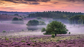 National Park Veluwezoom, Gelderland, Netherlands, fog, morning, colors, clouds, landscape, trees, sky, sunrise HD wallpaper