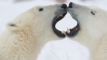 Animals, Couple, Pair, Jaw, White Bears, Polar Bears HD wallpaper