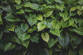 Nature, Leaves, Bush, Veins, Glossy HD wallpaper