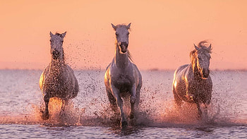 Three White Horses Are Running On Water In Silhouette Background Horse HD wallpaper