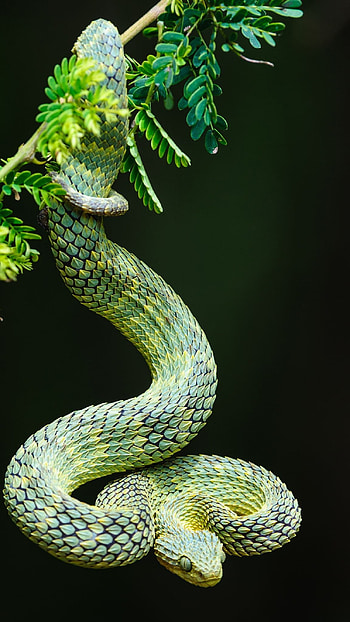 Snake, Bush Viper HD phone wallpaper