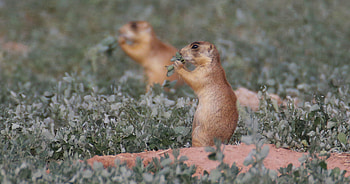 Prairie Dog, Animal, Flower, Jooinn HD wallpaper